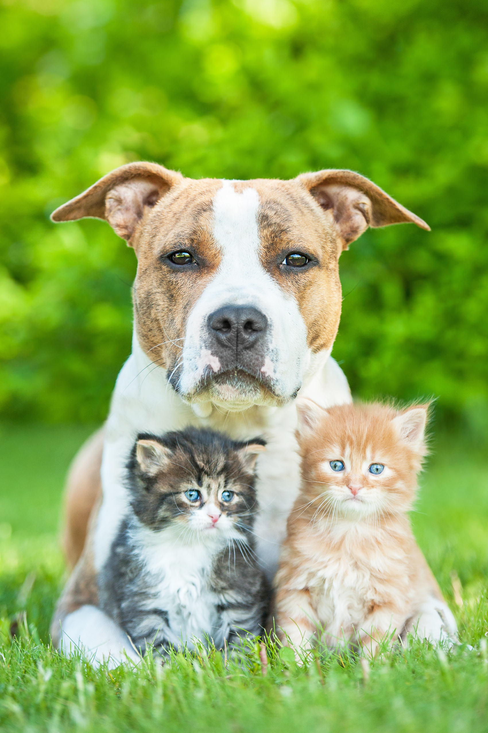 What Temperature is Too Hot for Dogs to Walk? Stay Safe and Protect Your Furry Friend!