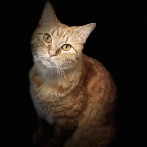 Ms.Claws1